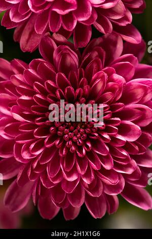 Nahaufnahme von Chrysanthemum lila Blume, Gartenarbeit Herbstfarbe. Stockfoto