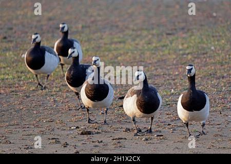Barnacle Geese im RSPB Minsmere Reserve Suffolk Stockfoto