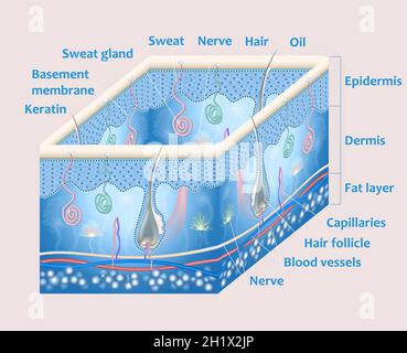 Anatomie der Haut und der Schichten und Elemente, aus denen sie besteht. Medizinische Illustration Stockfoto