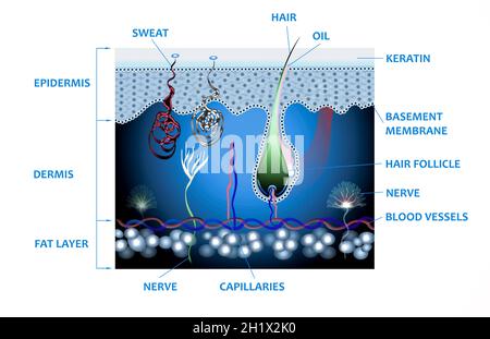 Anatomie der Haut und der Schichten und Elemente, aus denen sie besteht. Medizinische Illustration Stockfoto