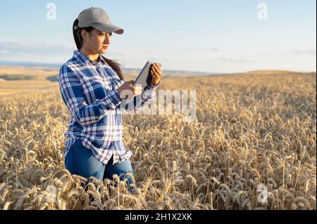 Die junge Agrarwissenschaftlerin kontrolliert das Wachstum des Weizens auf dem Feld. Landwirt notiert sich auf Tablet. Agro-Geschäftskonzept. Hochwertige Fotos. Stockfoto