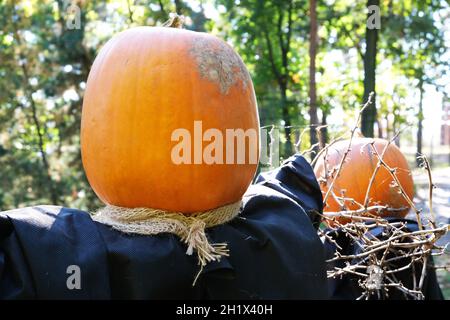 Orangefarbener Kürbiskopf. Halloween-Festival. Herbstrückgrat. Kürbisse Farm. Gartenarbeit Stockfoto