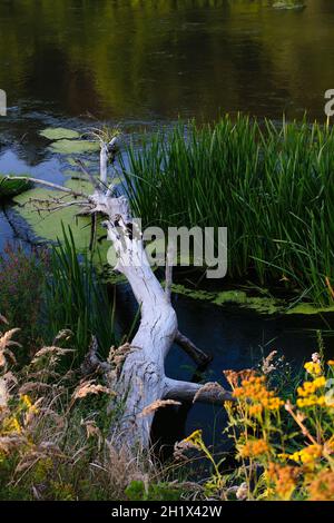 Verdorrter gefallener Baum im Fluss Stockfoto