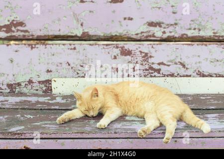 Ingwer-Katze schläft auf einer alten Bank auf der Straße Stockfoto