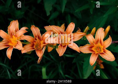 Orangefarbene Tageslilys in einer Reihe auf einem Hintergrund aus grünem Gras. Nahaufnahme, Draufsicht. Sommer Stockfoto