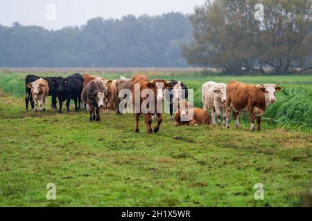 Ausgewählte FOCUS kleine Herde von jungen Stierkindern auf der Weide im ländlichen somerset England Großbritannien Stockfoto