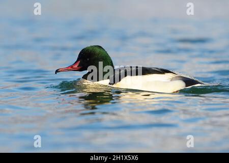 Gemeiner Merganser (Mergus merganser) Männchen, schwimmend im Wasser, Genfersee, Frankreich. Stockfoto