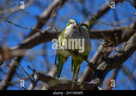 Ein paar Mönchssittich (myiopsitta monachus) oder quaker-Papageien, die auf einem Baum thronen Stockfoto