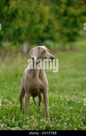 Vertikale Nahaufnahme des Weimaraner Hundes im Freien. Ein Jagdhund Rasse. Stockfoto