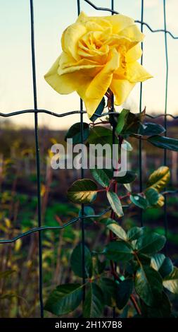 Lockige gelbe Rose blüht durch das Netz gegen den blauen Himmel während des Sonnenuntergangs Stockfoto
