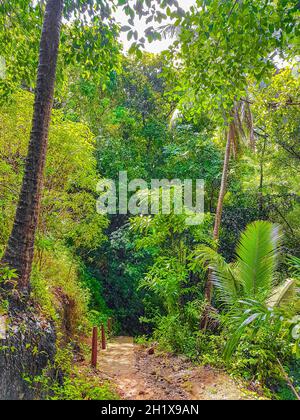 Tropischer Dschungelwald mit Palmen Wanderweg und Pfad auf Koh Samui in Surat Thani Thailand. Stockfoto