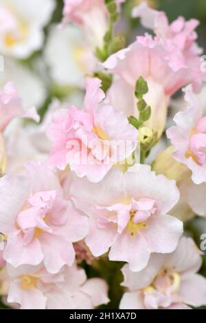 Antirrhinum majus Twinny Appleblossom - ein doppelt blühender snapdragon Stockfoto