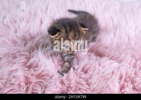 British Kurzhaar graues Kätzchen steht auf einer rosa Decke mit witzigem Gesicht Stockfoto