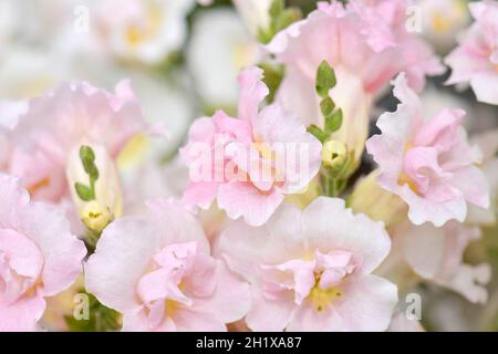 Antirrhinum majus Twinny Appleblossom - ein doppelt blühender snapdragon Stockfoto