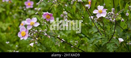 Schöne blassrosa japanische Anemone blüht im Sommer Stockfoto