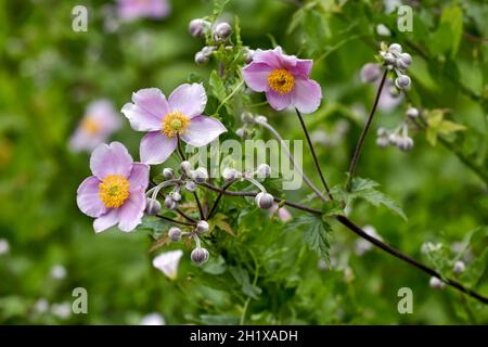 Schöne blassrosa japanische Anemone blüht im Sommer Stockfoto