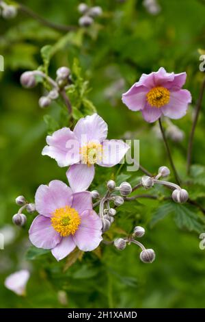 Schöne blassrosa japanische Anemone blüht im Sommer Stockfoto