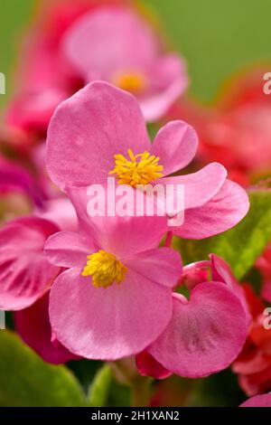 Nahaufnahme der lachsrosa Begonia-Blumen Stockfoto