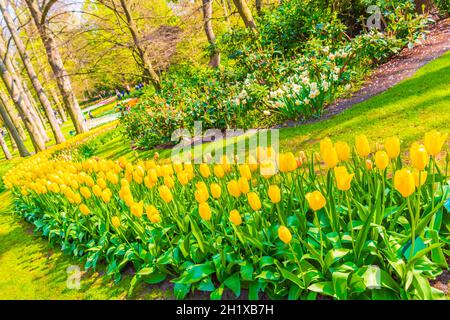 Erstaunliche bunte gelbe Tulpen und Narzissen im Keukenhof Tulpenpark in Lisse Südholland Niederlande Stockfoto