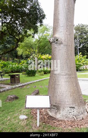 Adansonia digitata Baobab Baum mit leerem Informationsschild in der tropischen Natur im Perdana Botanischen Garten, Malaysia. Stockfoto