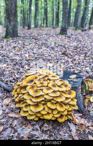 Eine Gruppe von Pilzen auf einem Stamm im Herbst im Wald Stockfoto