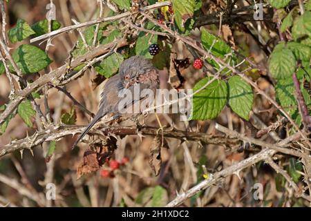 Dartford Warbler im RSPB Minsmere Reserve Suffolk Stockfoto