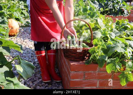 Gurken ernten. Ein moderner Gemüsegarten mit erhöhten Briks Betten. .Hochbetten im Garten in einem städtischen Garten Pflanzen, Kräuter, Gewürze, berr Stockfoto