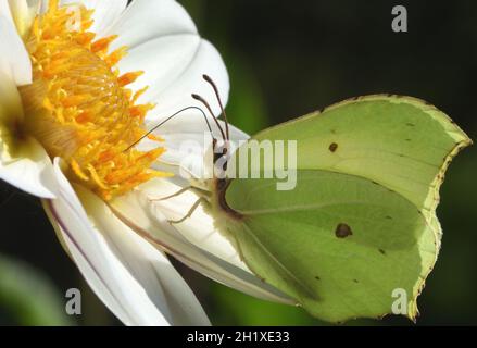 Ein männlicher Schwefel-Schmetterling (Gonepteryx rhamni) saugt Nektar aus einer offenen, blühenden Dahlie durch seine Proboscis. Bedgebury Forest, Kent, Großbritannien. Stockfoto