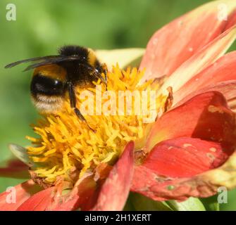 Eine Hummel oder eine große Erdhummel (Bombus terrestris) hält in einer orange und gelb offenen, blühenden Dahlia-Blume Nektar und Pollen auf Stockfoto