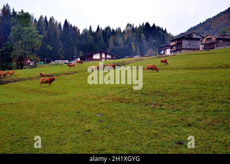 Friaul Julisch Venetien, Italien. Limousinen weiden auf den Wiesen bei Sauris di Sotto, einem kleinen Dorf in den Karnischen Alpen Stockfoto