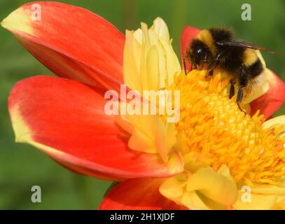 Eine Hummel oder eine große Erdhummel (Bombus terrestris) hält in einer orange und gelb offenen, blühenden Dahlia-Blume Nektar und Pollen auf Stockfoto