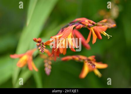 Blühende Crocosmia (montbretia) im Sommer Stockfoto