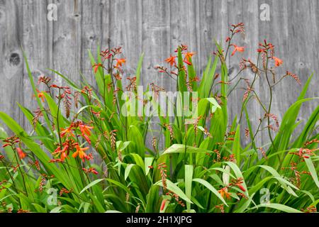 Blühende Crocosmia (montbretia) im Sommer Stockfoto
