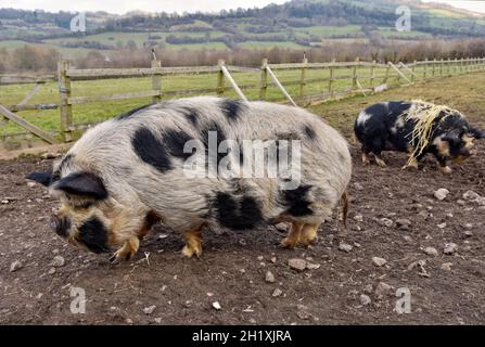 Gloucestershire Old Spot kreuzt Schweine im Fahrerlager Stockfoto