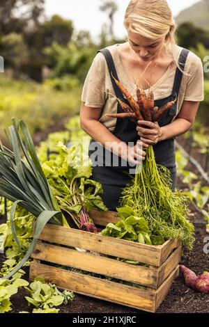 Frau, die frisches Gemüse in einer Kiste auf ihrem Bauernhof arrangiert. Bio-Bäuerin, die in ihrem Gemüsegarten frische Produkte sammelt. Sie selbst nachhaltig zu gestalten Stockfoto