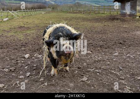 Gloucestershire Old Spot Kreuzschwein im Fahrerlager mit Stroh bedeckt Stockfoto