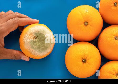 Verfaulte Orangen auf isoliertem blauem Hintergrund. Stockfoto