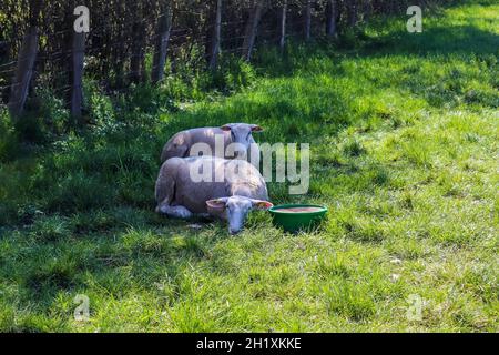 Gruppe von Schafen und Lämmern auf einer grünen Wiese an einem sonnigen Tag im Frühling Stockfoto