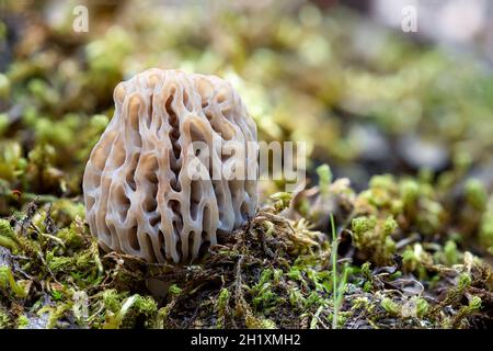 Makroaufnahme von Morchella esculenta, die in den Wäldern wächst. Gemeine Morchel, gelbe Morchel, echter Morchelpilz. Stockfoto