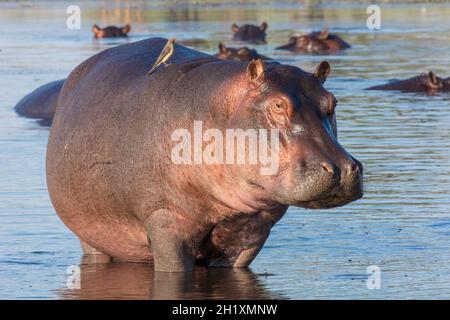 Gewöhnlicher Nilpferd oder Nilpferd (Hippopotamus amphibius) und Rotschnabelockler (Buphagus erythorhynchus). Okavango-Delta. Botswana Stockfoto