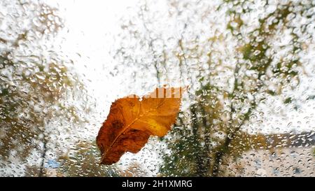 Stuttgart, Deutschland. Oktober 2021. Auf einem Autofenster liegt ein Laubblatt mit herbstlichen Farben, auf dem sich Regentropfen sammeln. Quelle: Bernd Weißbrod/dpa/Alamy Live News Stockfoto