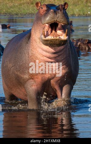 Gewöhnlicher Nilpferd oder Nilpferd (Hippopotamus amphibius), der Aggression zeigt. Okavango-Delta. Botswana Stockfoto