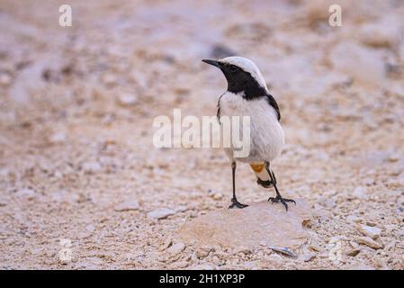 Trauernde Wheatear Oenanthe Lugens Stockfoto