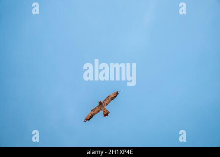 Rußfalke (Falco concolor) Stockfoto