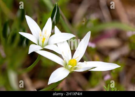 Ornithogalum umbellatum Blume in der Natur gefunden Stockfoto