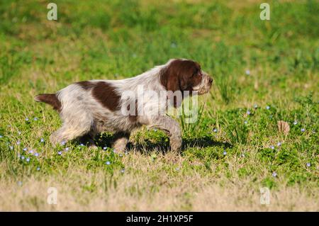 Typischer Spinone Italiano Jagdhund Stockfoto