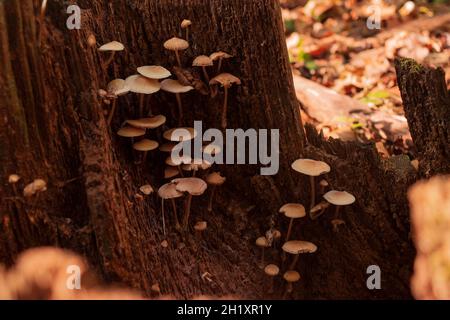 Gruppe von nicht essbaren Pilzen, die auf einem Baumstamm wachsen. Laub auf dem Hintergrund. Herbst, Herbst. Stockfoto