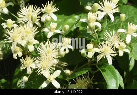 Blüten von wilden Clematis, Reisefreude oder Bart eines alten Mannes (Clematis vitalba) wachsen auf den Kreidefelsen in der Nähe von Eastbourne. Eastbourne, East S. Stockfoto