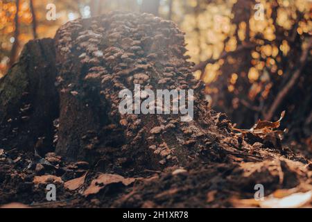 Gruppe von nicht essbaren Pilzen, die auf einem Baumstamm wachsen. Laub auf dem Hintergrund. Herbst, Herbst. Stockfoto