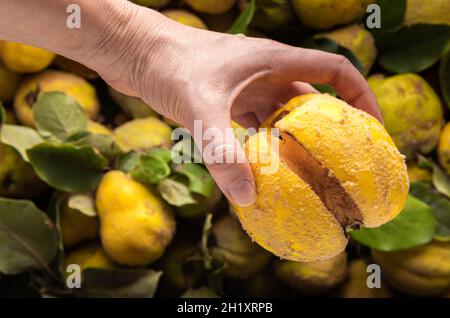 Hand des kaukasischen Bauern mit riesigen beschädigten hässlichen gelben Quitten Apfel. Quitte Apfelernte mit natürlichen grünen Blättern auf unfokussierten Hintergrund. Das spart hässlich Stockfoto